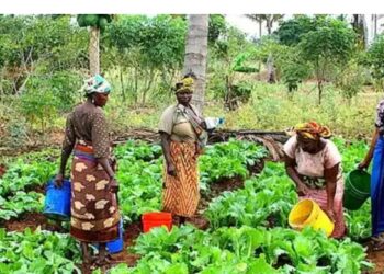 Women farmers wants government to address gender-based discrimination over land control