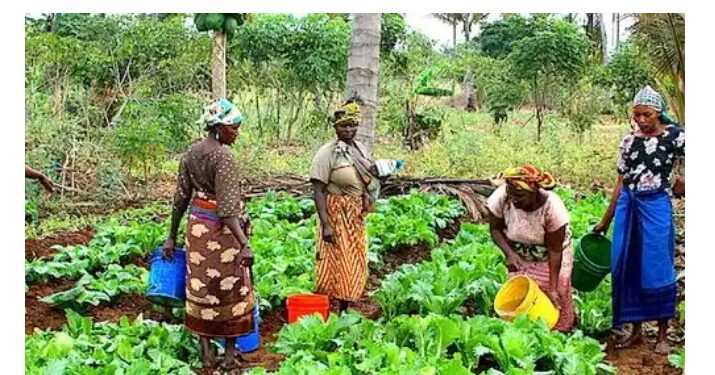 Women farmers wants government to address gender-based discrimination over land control
