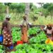 Women farmers wants government to address gender-based discrimination over land control
