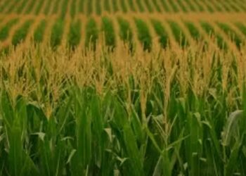 Agricultural Prosperity In Nigeria: A Collaboration, Partnerships Approach
