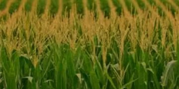 Agricultural Prosperity In Nigeria: A Collaboration, Partnerships Approach