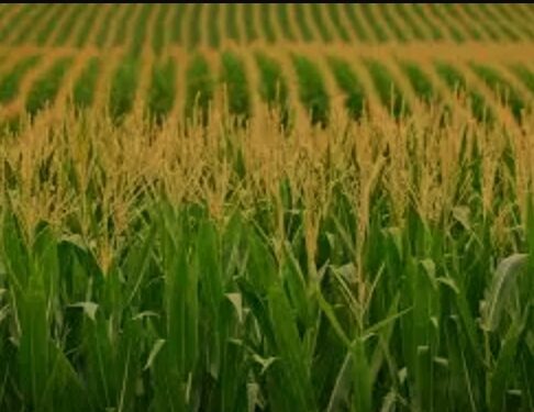 Agricultural Prosperity In Nigeria: A Collaboration, Partnerships Approach