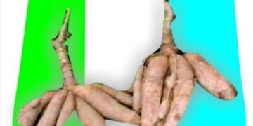 APM celebrates Christmas with Christians