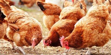 Poultry farmers seek FG’s intervention in 2024