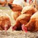 Poultry farmers seek FG’s intervention in 2024