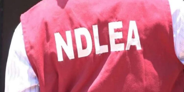 NDLEA secures 44 convictions in Gombe Convictions