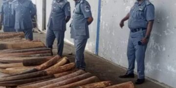 Custom intercepts Elephant Tusks worth N300m in Cross River