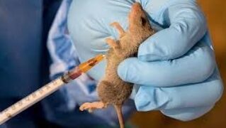 Nigerian Army Response Over Spread Of Lassa Fever In Kaduna