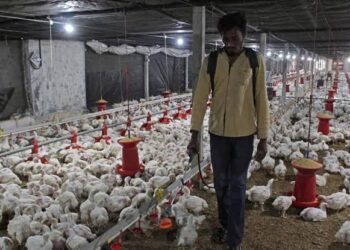 14,000 birds culled after bird flu confirmed in south Japan