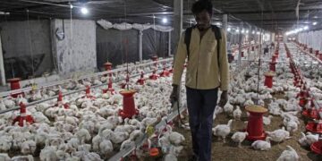 14,000 birds culled after bird flu confirmed in south Japan