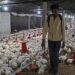 14,000 birds culled after bird flu confirmed in south Japan