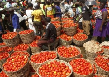 Nigerians groan over high tomato prices as one big basket costs N100,000