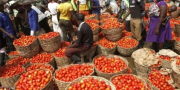 Nigerians groan over high tomato prices as one big basket costs N100,000