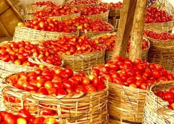 Tomato farmers assoc. blames price hike on infestation