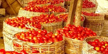 Tomato farmers assoc. blames price hike on infestation