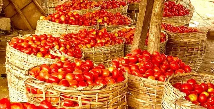 Tomato farmers assoc. blames price hike on infestation