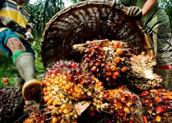 Association canvasses aggressive policies to boost palm oil sector