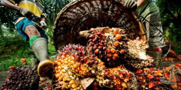 Association canvasses aggressive policies to boost palm oil sector