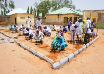 Bauchi community seeks stiff punishment for loggers