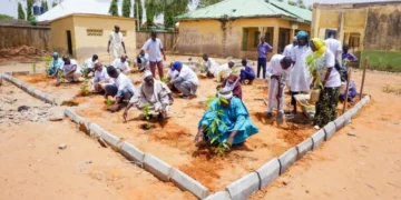 Bauchi community seeks stiff punishment for loggers