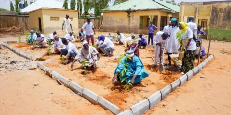 Bauchi community seeks stiff punishment for loggers