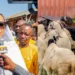Sallah: Sen. Natasha distributes rams to constituents