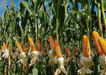 FG Distributes Maize, Sorghum, Garri to Lagos Residents