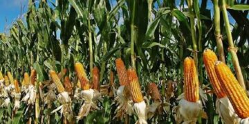 FG Distributes Maize, Sorghum, Garri to Lagos Residents