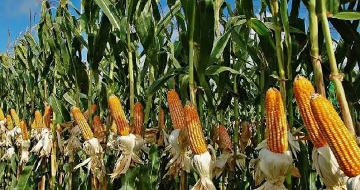 FG Distributes Maize, Sorghum, Garri to Lagos Residents