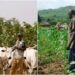 3 injured as farmers, herders clash in Jigawa