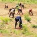 Downpour: Farmers in Dutse begin planting 