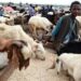 Sallah rams: Prices rise in Kano, buyers lament