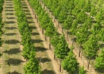 NGO Mobilises Kaduna Varsity Students To Plant 150 Trees