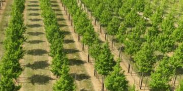 NGO Mobilises Kaduna Varsity Students To Plant 150 Trees