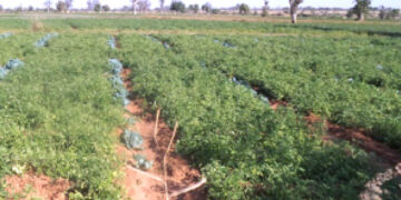 Katsina govt. to invest N30bn in irrigation farming 
