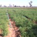 Katsina govt. to invest N30bn in irrigation farming 