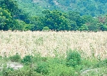 Drought: Kogi Govt, AFAN seek devine intervention
