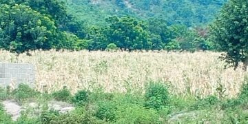 Drought: Kogi Govt, AFAN seek devine intervention