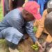 Mercy Corps distributes 1,400 tree seedlings to Katsina communities