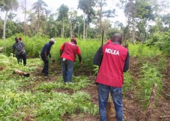 NDLEA destroys 7 hectares of hemp farm, arrest 3 in Kogi