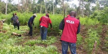NDLEA destroys 7 hectares of hemp farm, arrest 3 in Kogi