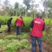NDLEA destroys 7 hectares of hemp farm, arrest 3 in Kogi
