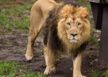 Lion kills handler at Obasanjo Presidential Library Zoological garden
