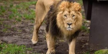 Lion kills handler at Obasanjo Presidential Library Zoological garden