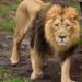 Lion kills handler at Obasanjo Presidential Library Zoological garden