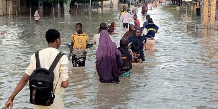 Floods hit Maiduguri zoo, animals suddenly break free