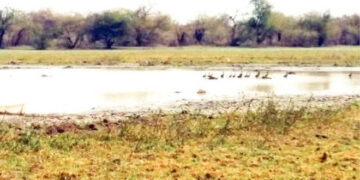 Jigawa govt hands-over Hadejia Wetland Game Reserve to FG