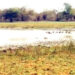 Jigawa govt hands-over Hadejia Wetland Game Reserve to FG