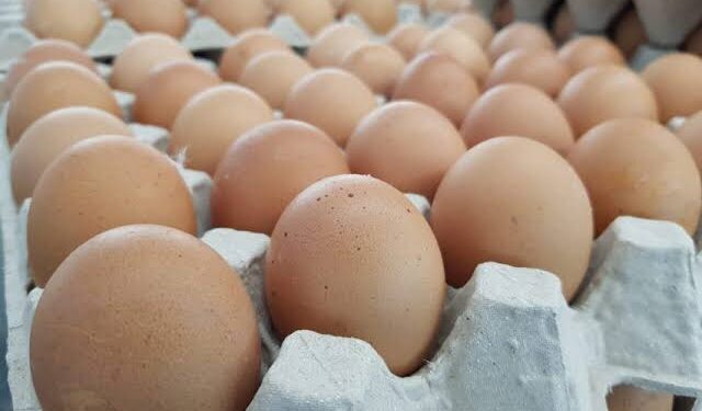 Poultry farmers, others lament egg price hike, seek FG intervention