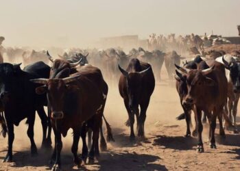 Police Rescue Kidnapped Individuals and Recover 303 Stolen Cattle in Kaduna